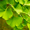 Ginkgo Biloba Extract - Ausen Composition 